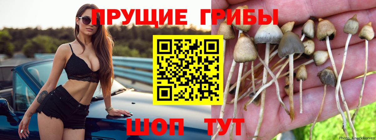 Благовещенск  Галлюциногенные грибы Psilocybine cubensis  Вход с VPN 